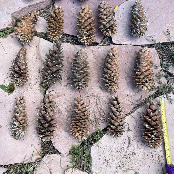 Lot of 20 Golden Giant Long Sugar Pine Cones 7"-9" Freshly Dropped Flagstaff, AZ - Picture 4 of 11